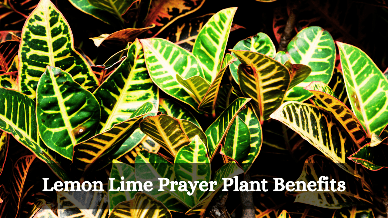 Lemon Lime Prayer Plant benefits