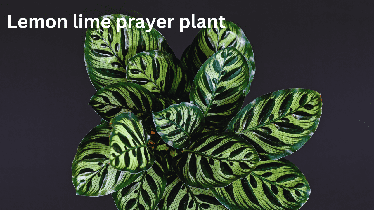 lemon lime prayer plant