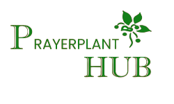 prayerplanthub