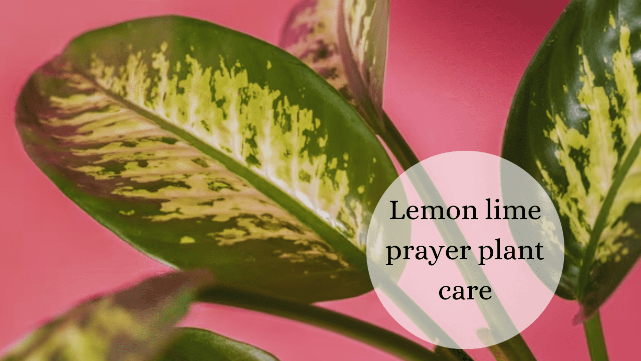 lemon lime prayer plant care